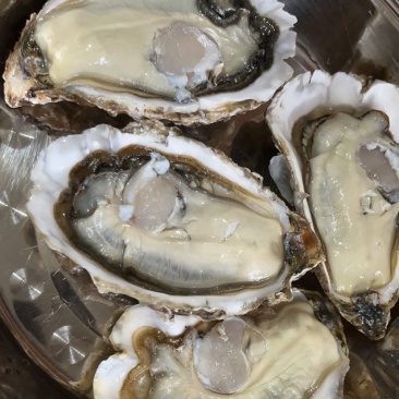 阳江生蚝产地直发乳山生蚝
