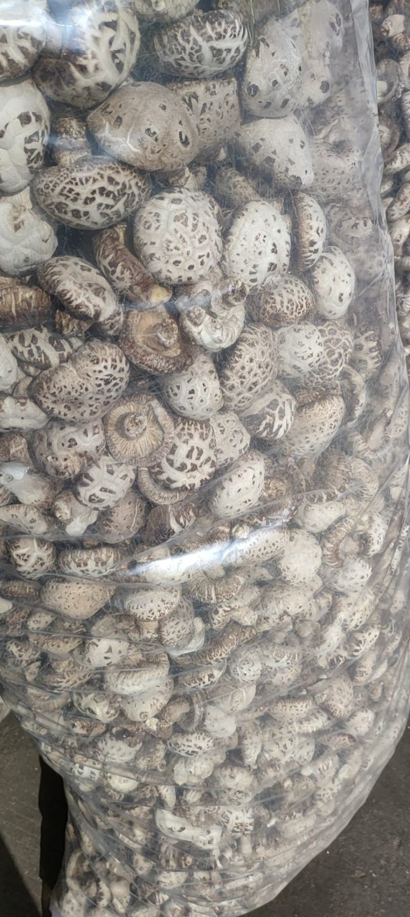 花菇精品花菇产地直发！品质好价格低包邮！