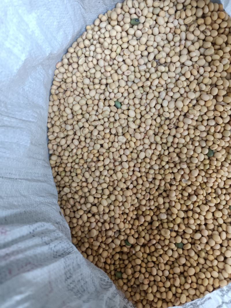 精品江西九江本地黄豆基地直供一手货源欢迎来电咨询
