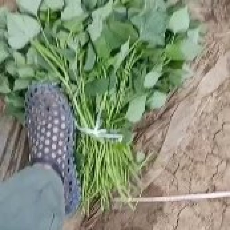 脱毒原种红薯苗