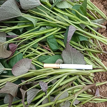 脱毒原种红薯苗