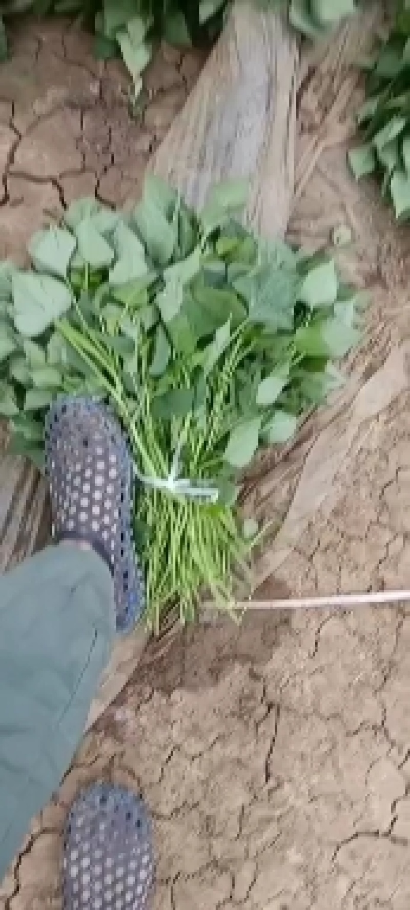 脱毒原种红薯苗
