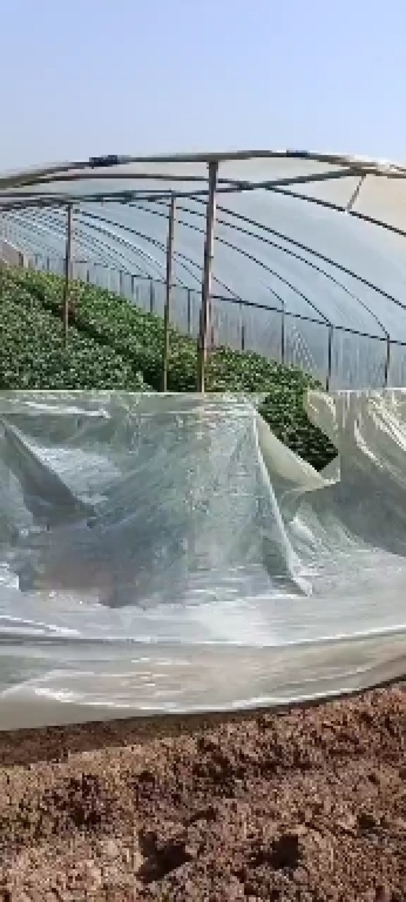 脱毒原种红薯苗