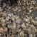 【生鳖甲】【团鱼壳】产地直销正品保证包邮