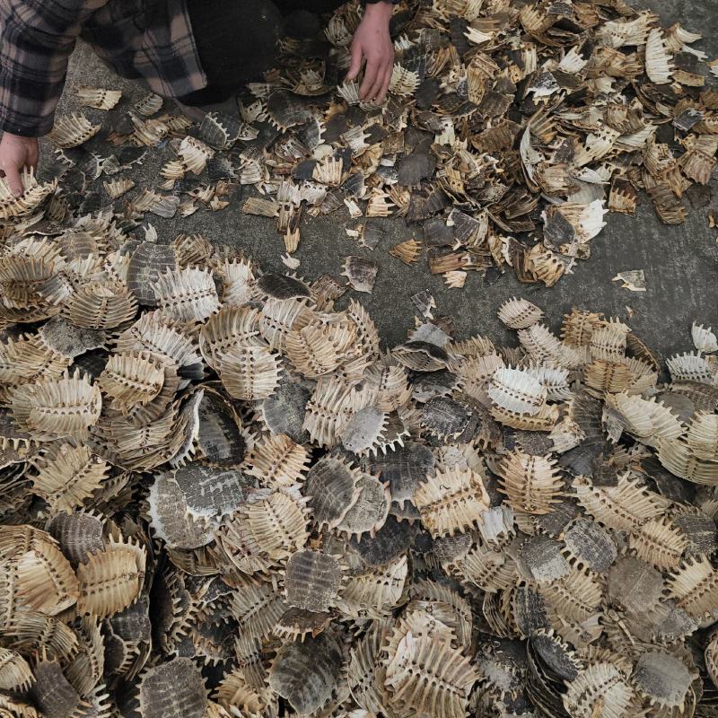 【生鳖甲】【团鱼壳】产地直销正品保证包邮