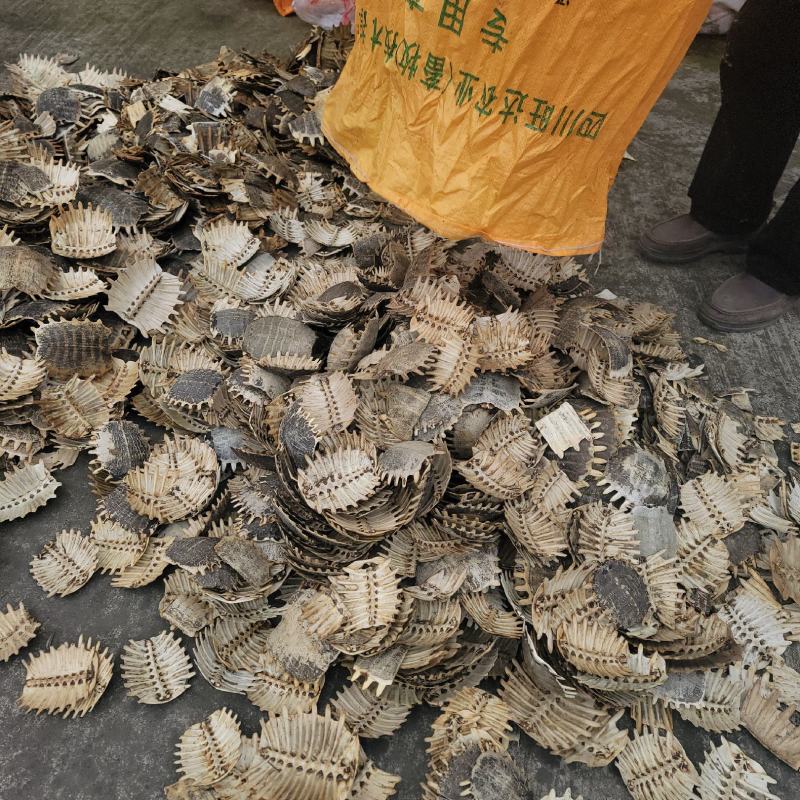 【生鳖甲】【团鱼壳】产地直销正品保证包邮