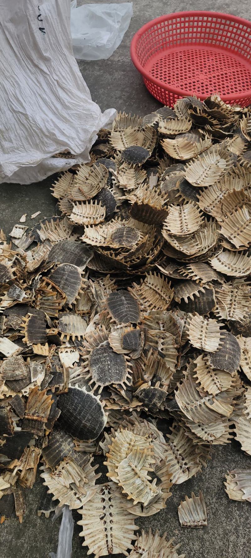 【生鳖甲】【团鱼壳】产地直销正品保证包邮