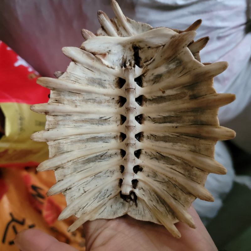 【生鳖甲】【团鱼壳】产地直销正品保证包邮
