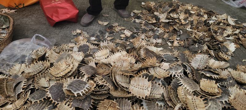 【生鳖甲】【团鱼壳】产地直销正品保证包邮
