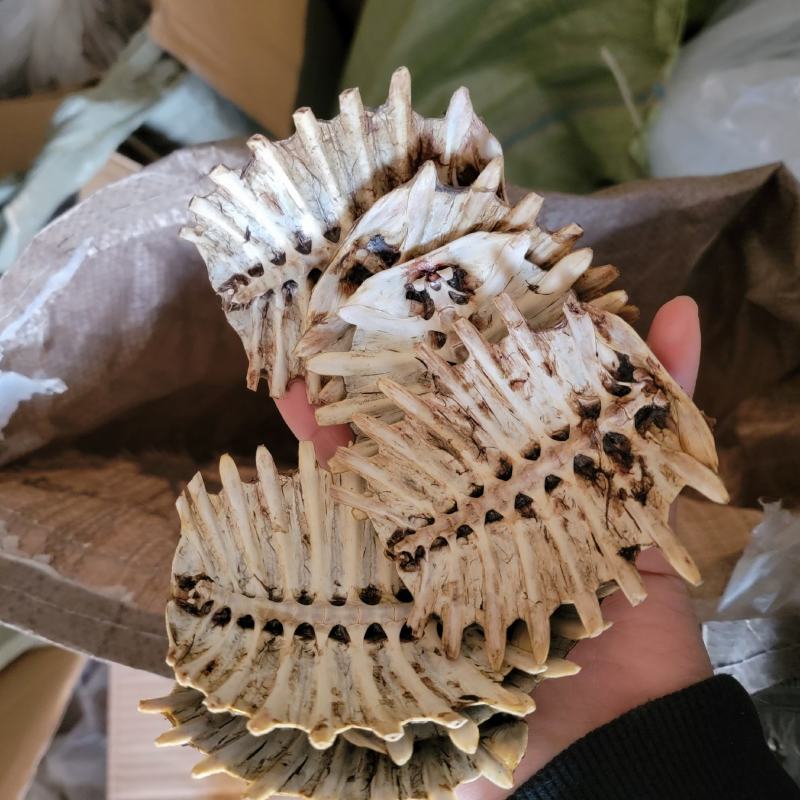 【生鳖甲】【团鱼壳】产地直销正品保证包邮