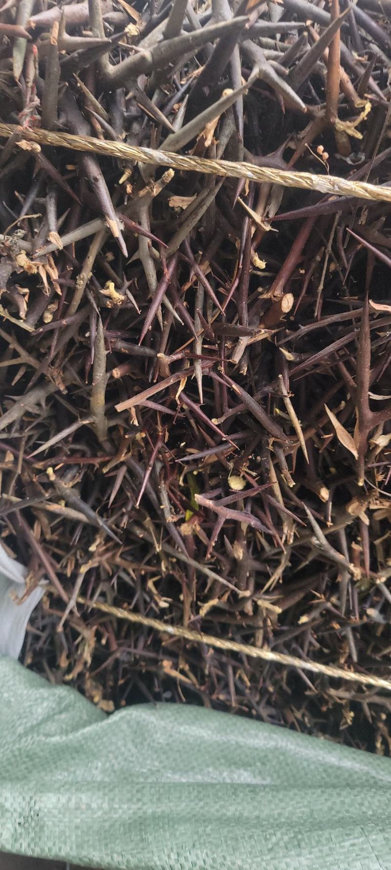 【皂角刺】【产地直销】【品质保证】量大从优