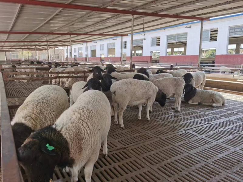 黑头杜波绵羊怀孕母羊纯种种公羊包运输包技术澳洲白绵羊羊羔