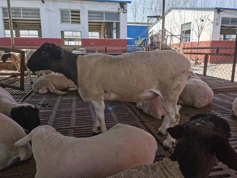 黑头杜波绵羊怀孕母羊纯种种公羊包运输包技术澳洲白绵羊羊羔
