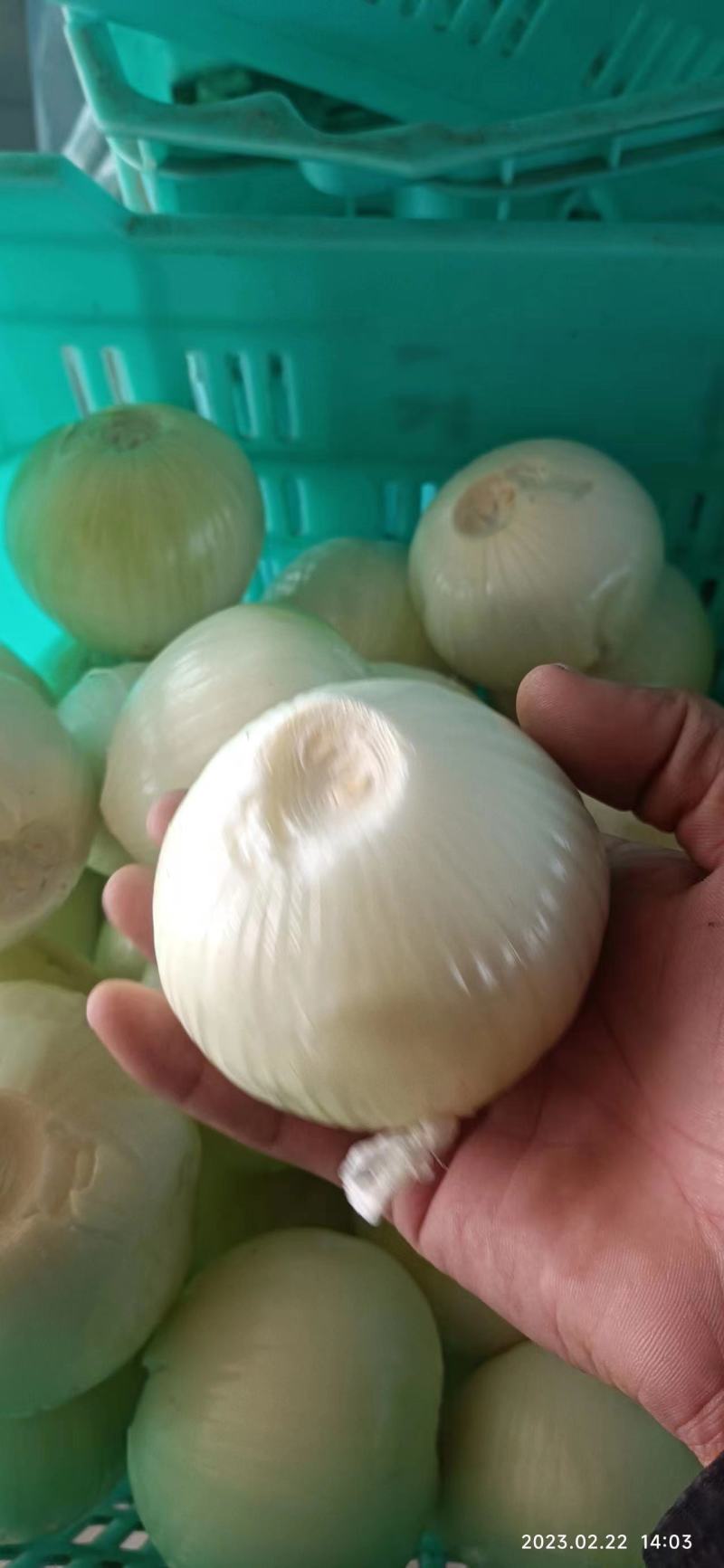 去皮紫洋葱紫皮洋葱新鲜圆葱农家应季自种蔬菜