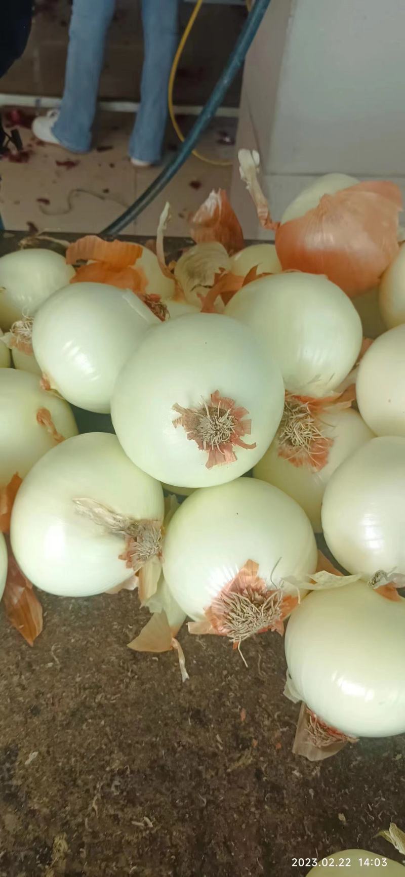 去皮紫洋葱紫皮洋葱新鲜圆葱农家应季自种蔬菜