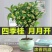 桂花苗四季桂花苗带花带盘发货基地直发可视频看货