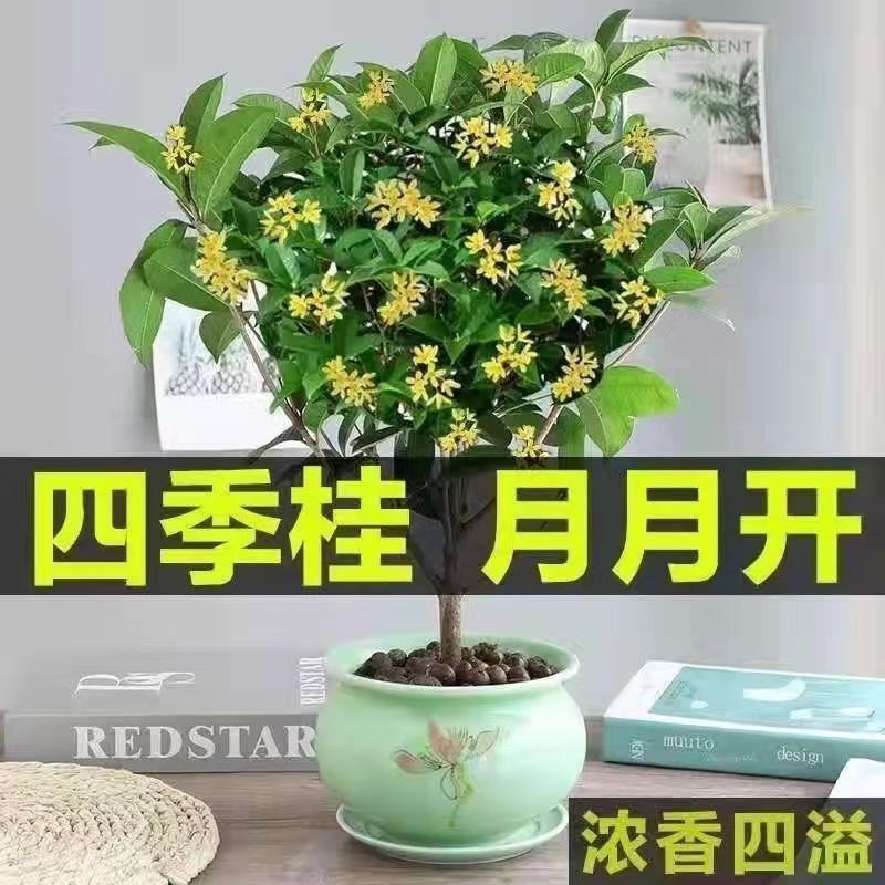 桂花苗四季桂花苗带花带盘发货基地直发可视频看货