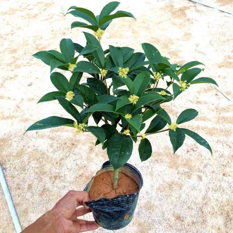 桂花苗四季桂花苗带花带盘发货基地直发可视频看货