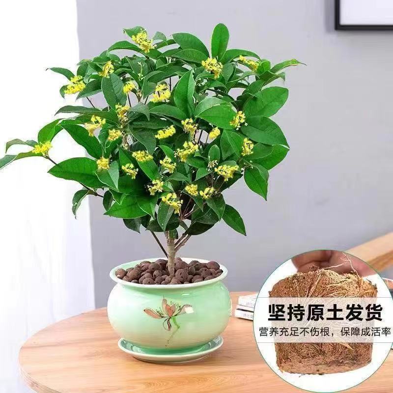 桂花苗四季桂花苗带花带盘发货基地直发可视频看货