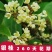 桂花苗四季桂花苗带花带盘发货基地直发可视频看货
