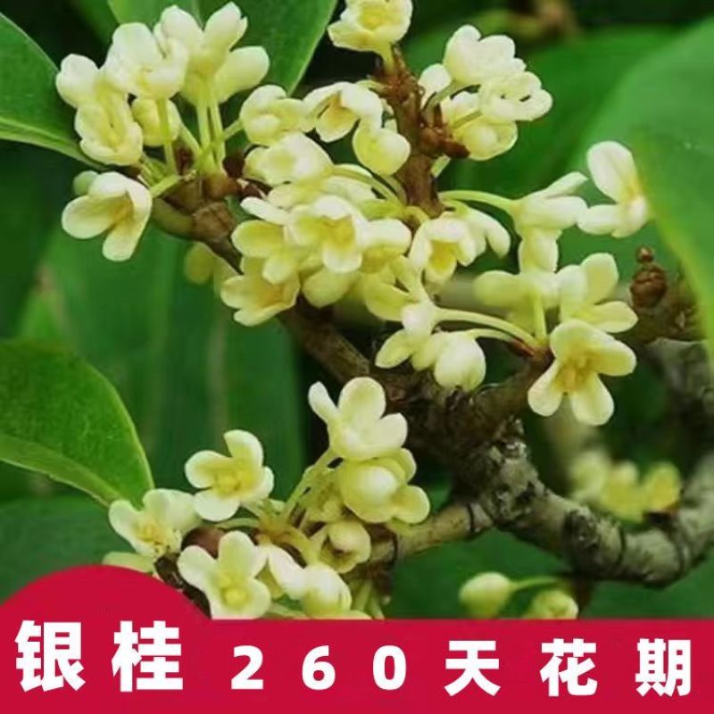 桂花苗四季桂花苗带花带盘发货基地直发可视频看货
