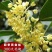 桂花苗四季桂花苗带花带盘发货基地直发可视频看货