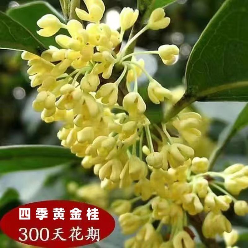 桂花苗四季桂花苗带花带盘发货基地直发可视频看货