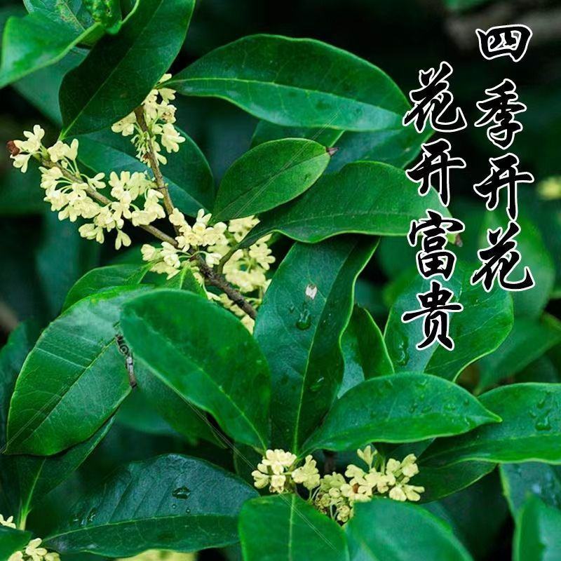 桂花苗四季桂花苗带花带盘发货基地直发可视频看货