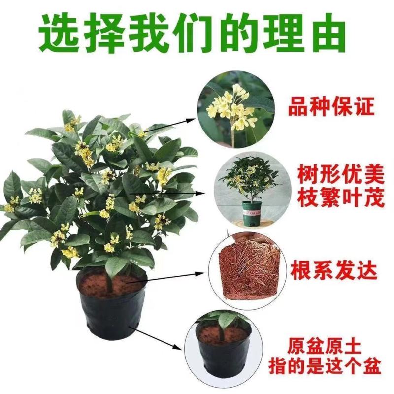 桂花苗四季桂花苗带花带盘发货基地直发可视频看货