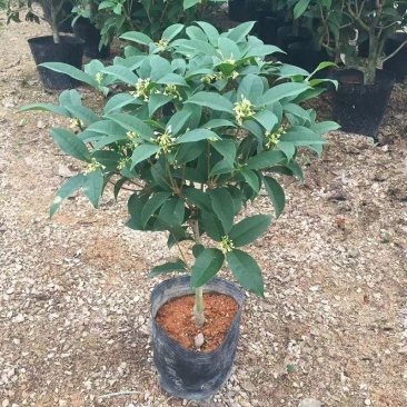 桂花苗四季桂花苗带花带盘发货基地直发可视频看货