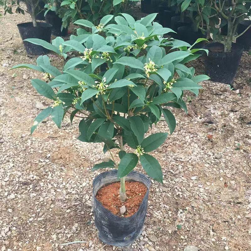 桂花苗四季桂花苗带花带盘发货基地直发可视频看货