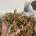 枇杷花干枇杷花可泡汤泡水新货产地货