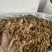 枇杷花干枇杷花可泡汤泡水新货产地货