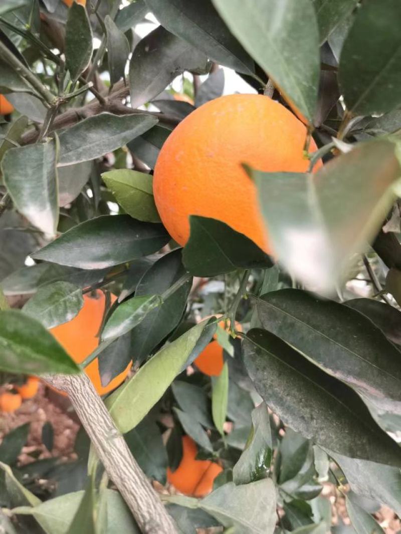湖北脐橙中华红橙产地直发保质保量量大从优欢迎致电联系