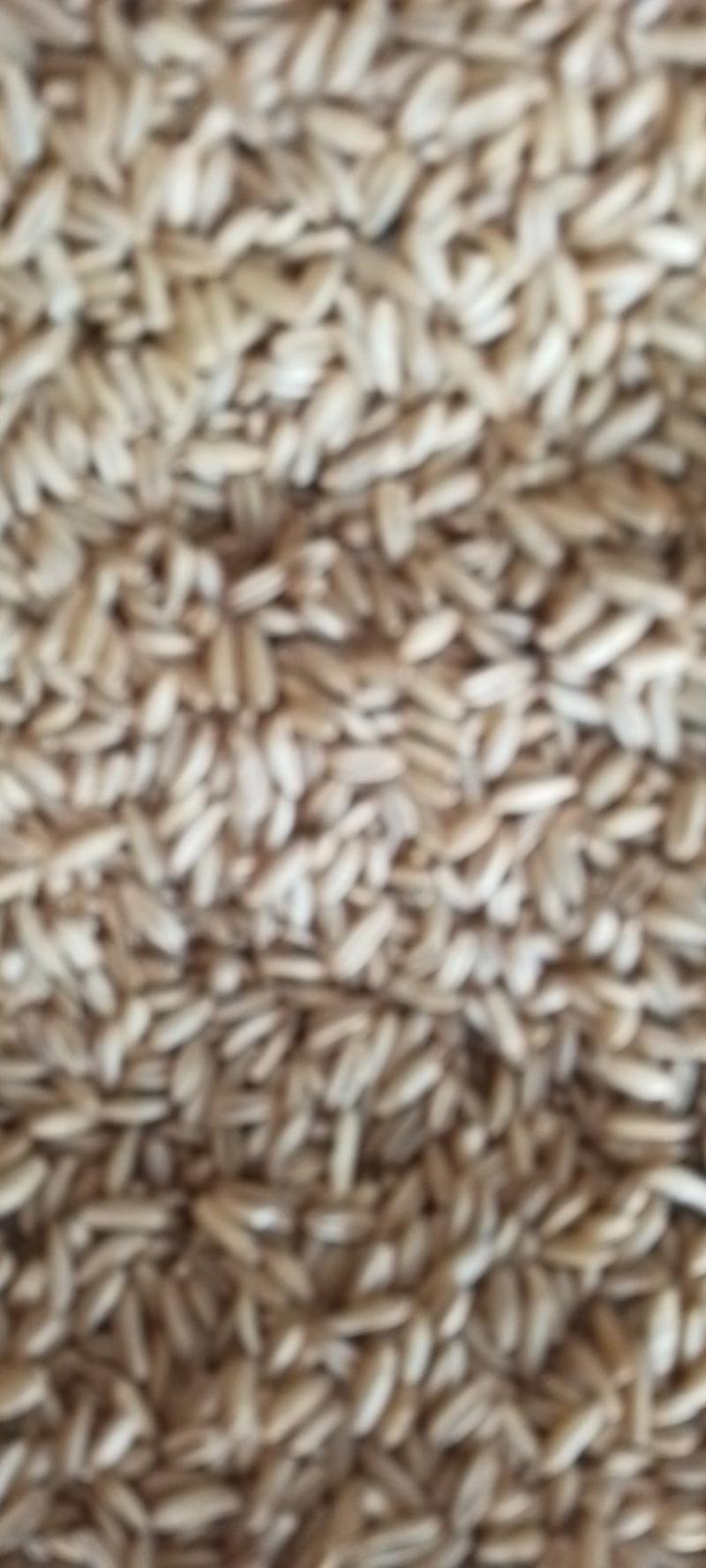 五谷杂粮薏米，燕麦