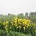 黄菖蒲种子，水生植物花卉黄鸢尾苗湿地绿化水栽地栽工程绿化