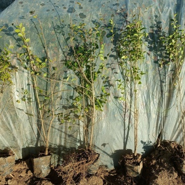 矿山修复植物，小叶女贞苗100万棵，杯苗现货
