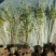 矿山修复植物，小叶女贞苗100万棵，杯苗现货