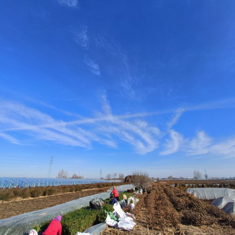矿山修复植物，小叶女贞苗100万棵，杯苗现货