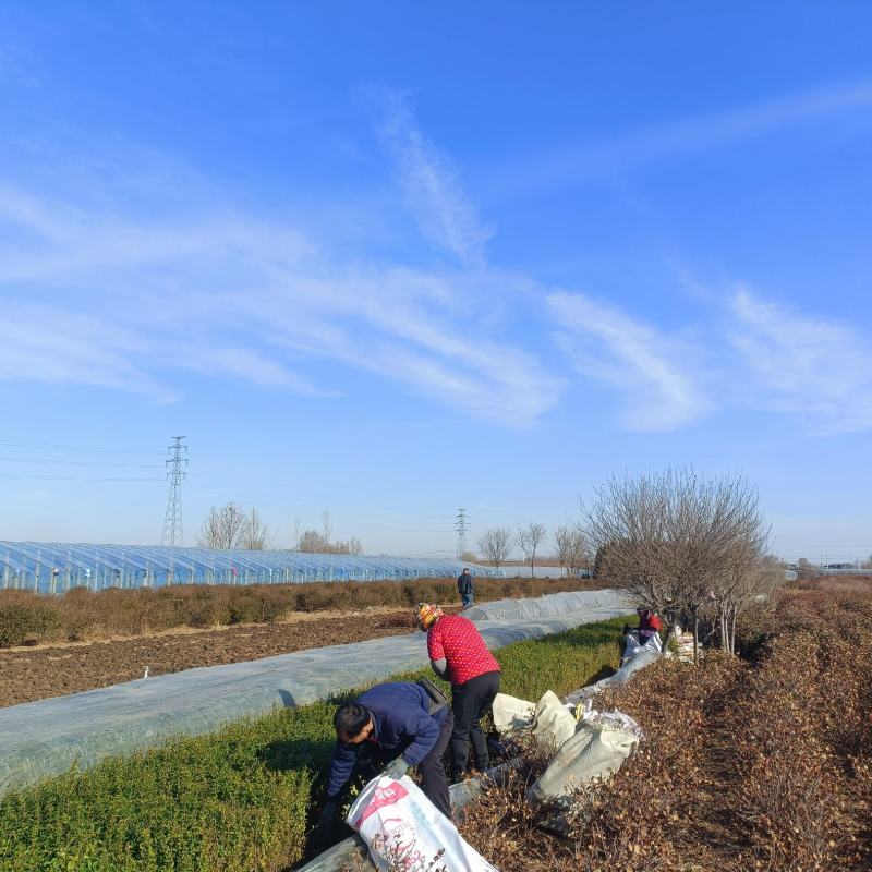 矿山修复植物，小叶女贞苗100万棵，杯苗现货