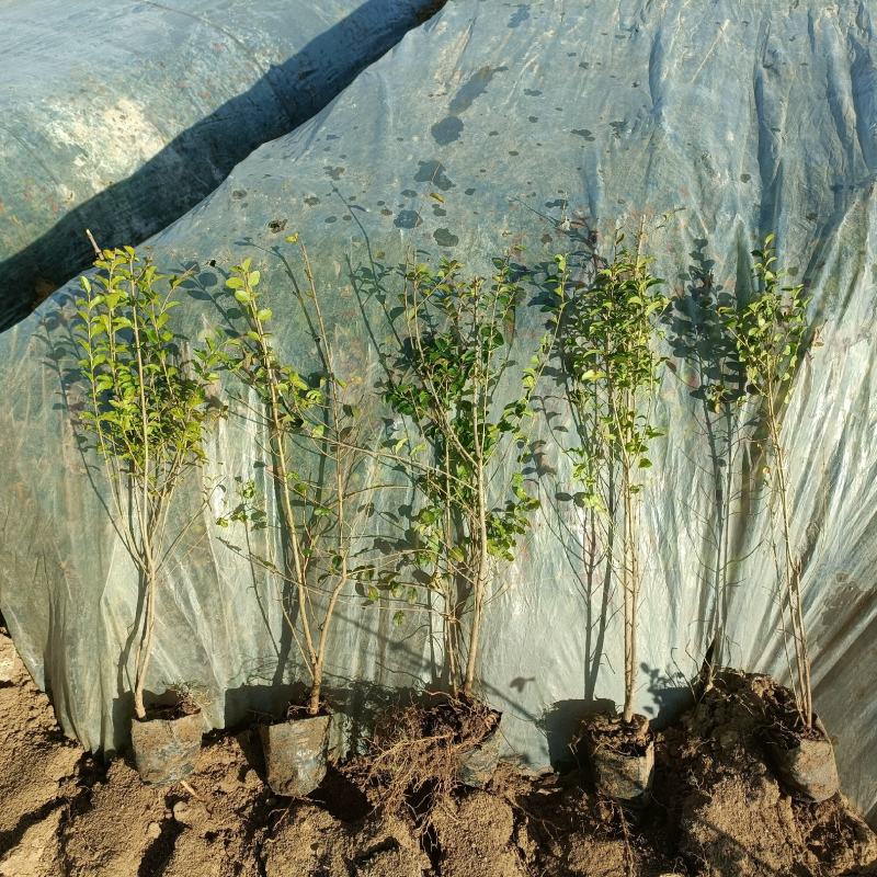 矿山修复植物，小叶女贞苗100万棵，杯苗现货