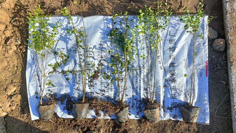 矿山修复植物，小叶女贞苗100万棵，杯苗现货