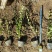 矿山修复植物，小叶女贞苗100万棵，杯苗现货