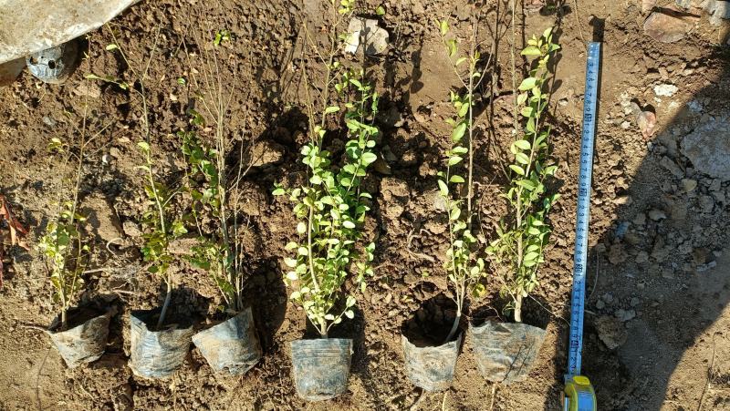 矿山修复植物，小叶女贞苗100万棵，杯苗现货