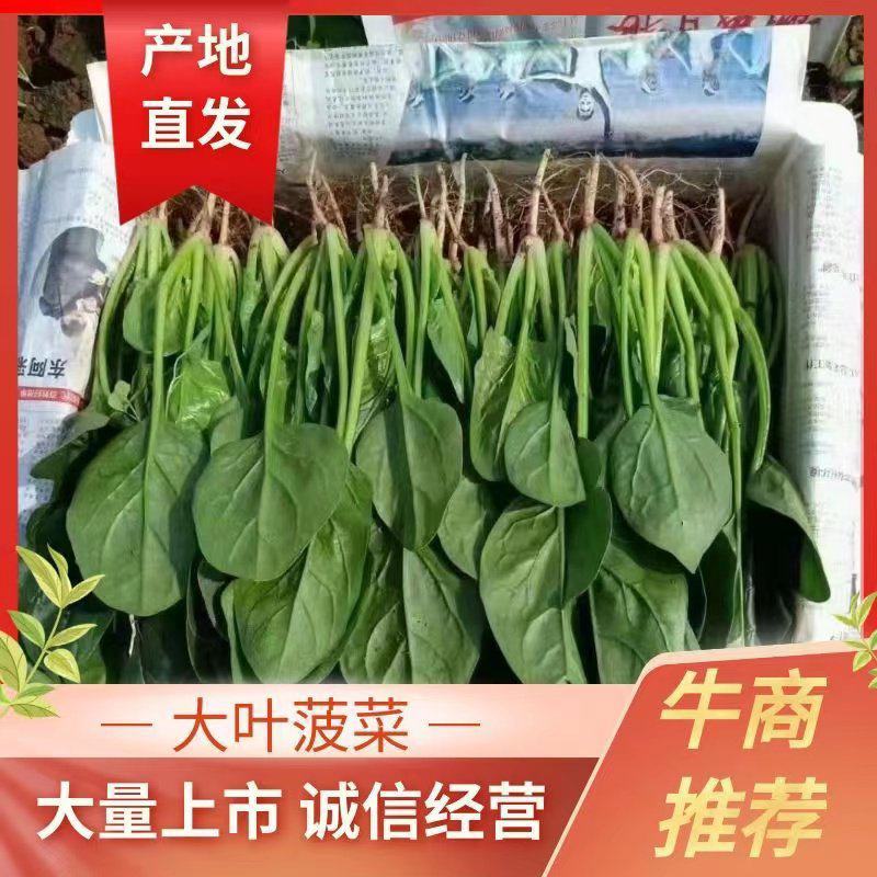 【大叶菠菜】大叶菠菜河北邯郸产地直供规格齐全品质保证来电优惠