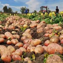 云南德宏盈江新精品红土豆大量上市品种齐全价格美丽