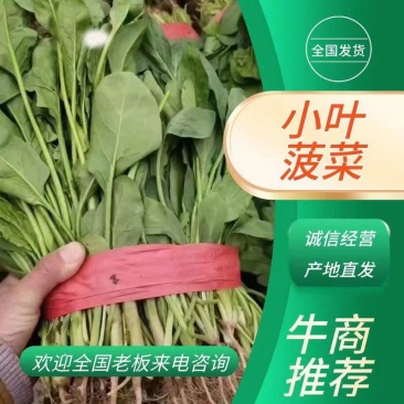 【实力供货】菠菜小叶高杆菠菜河北量大从优专业代办代收电联