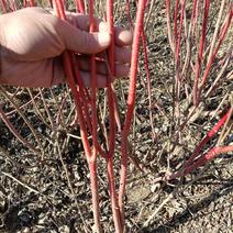 地栽丛生红瑞木，工程苗，高度20-150cm