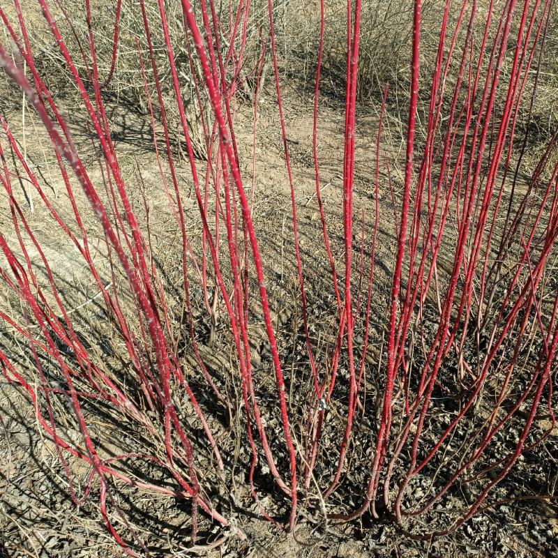 地栽丛生红瑞木，工程苗，高度20-150cm