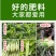 莴苣三控粗嫩直莴苣莴笋专用拉直膨大素控旺增粗防抽苔矮壮